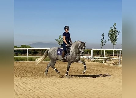 PRE Mix, Stallion, 3 years, 16 hh, Grey