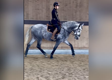 PRE Mix, Stallion, 3 years, 16 hh, Grey
