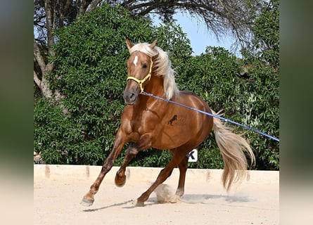 PRE Mix, Stallion, 3 years, 16 hh, Palomino