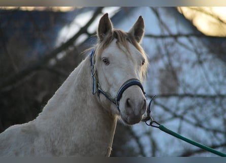 PRE, Stallion, 3 years, 16 hh, Perlino