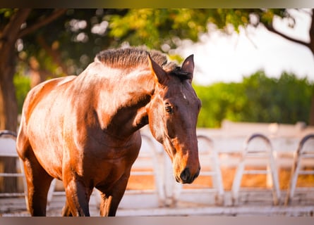 PRE Mix, Stallion, 3 years, 16,1 hh, Brown