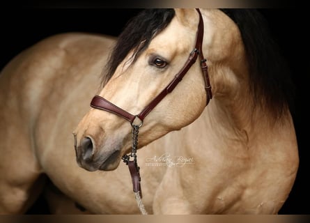 PRE Mix, Stallion, 3 years, 16,1 hh, Dun