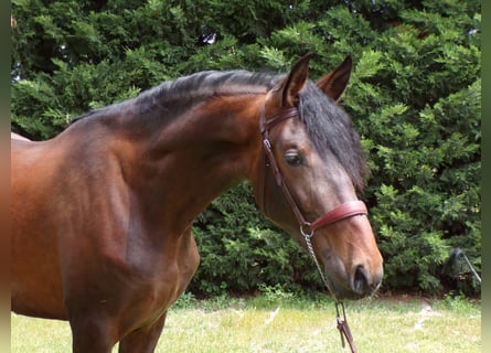 PRE, Stallion, 3 years, 16,2 hh, Brown