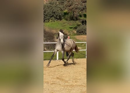 PRE, Stallion, 3 years, 16,2 hh, Gray