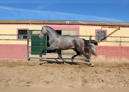 PRE Mix, Stallion, 3 years, 16,2 hh, Gray