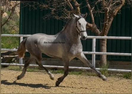 PRE Mix, Stallion, 3 years, 16,2 hh, Gray