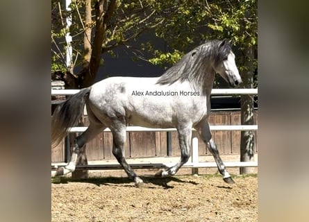 PRE Mix, Stallion, 3 years, 16,2 hh, Grey