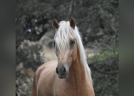 PRE, Stallion, 3 years, 16,2 hh, Palomino