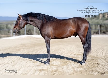 PRE, Stallion, 3 years, 16,3 hh, Brown