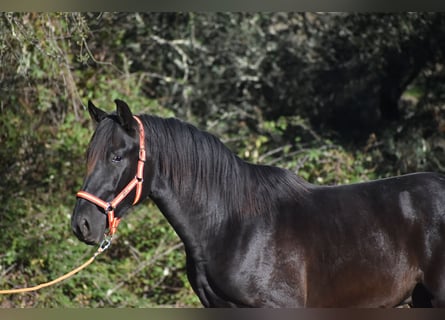 PRE, Stallion, 3 years, 17 hh, Black
