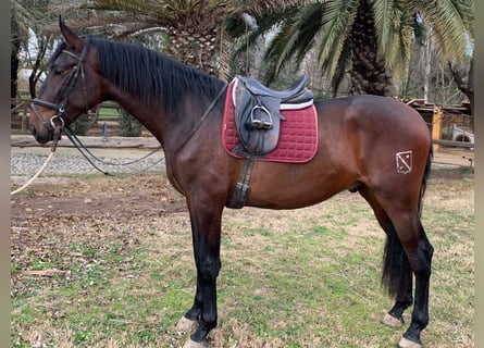 PRE, Stallion, 3 years, 17 hh, Brown