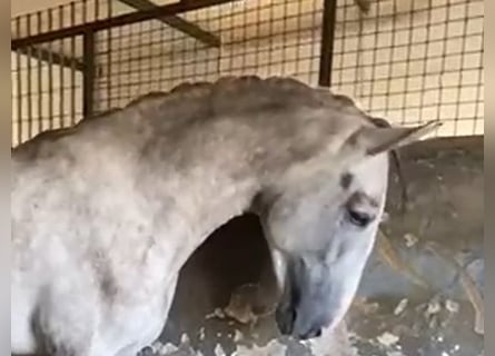 PRE, Stallion, 3 years, 17 hh, Grey
