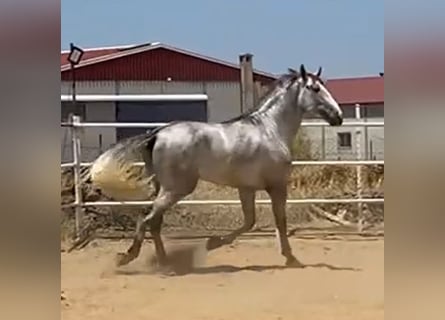 PRE, Stallion, 3 years, 17,1 hh, Grey