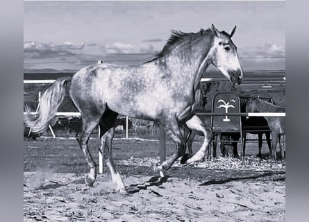 PRE, Stallion, 3 years, 17,1 hh, Grey