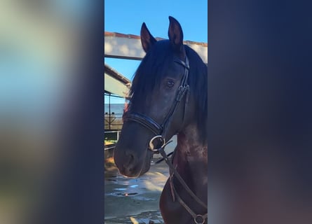 PRE Mix, Stallion, 3 years, Black