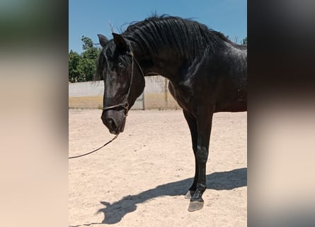 PRE Mix, Stallion, 3 years, Black