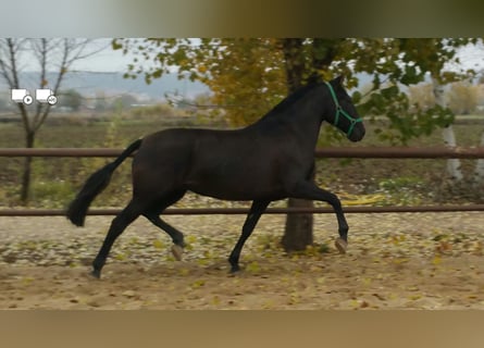 PRE Mix, Stallion, 3 years, Black