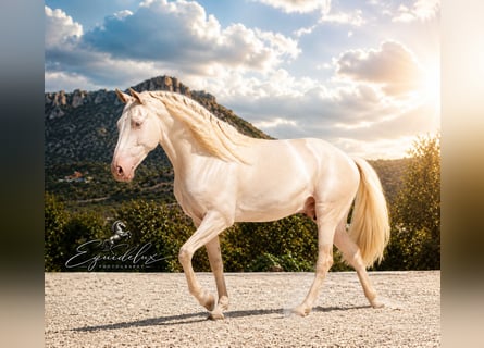 PRE Mix, Stallion, 4 years, 14.1 hh, Cremello