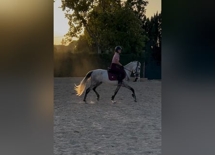 PRE Mix, Stallion, 4 years, 14 hh, Grey
