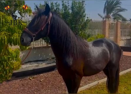 PRE Mix, Stallion, 4 years, 15,1 hh, Black