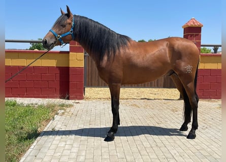 PRE, Stallion, 4 years, 15.1 hh, Brown