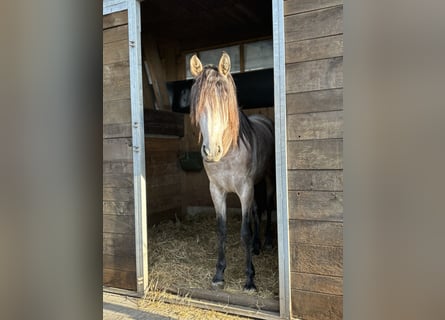 PRE Mix, Stallion, 4 years, 15.1 hh, Brown Falb mold