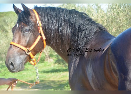 PRE, Stallion, 4 years, 15,1 hh, Brown