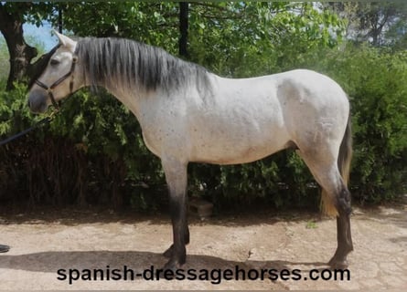 PRE, Stallion, 4 years, 15.1 hh, Gray