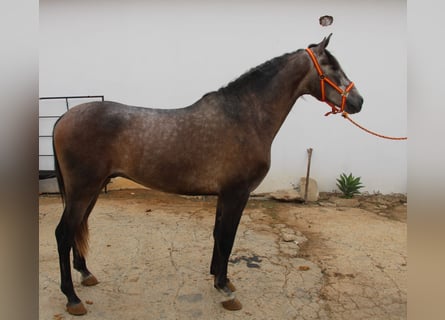 PRE, Stallion, 4 years, 15.1 hh, Grey