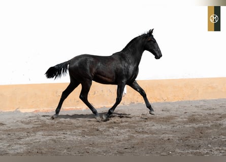 PRE, Stallion, 4 years, 15,2 hh, Black