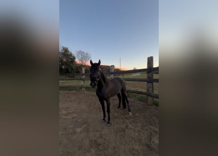 PRE Mix, Stallion, 4 years, 15.2 hh, Black