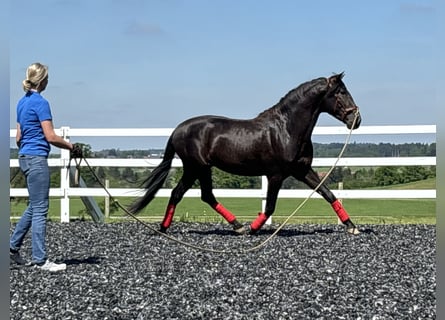 PRE, Stallion, 4 years, 15.2 hh, Black
