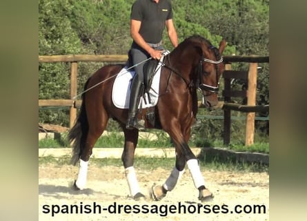 PRE Mix, Stallion, 4 years, 15,2 hh, Brown