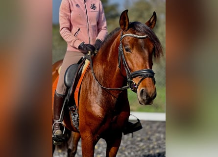 PRE, Stallion, 4 years, 15,2 hh, Brown