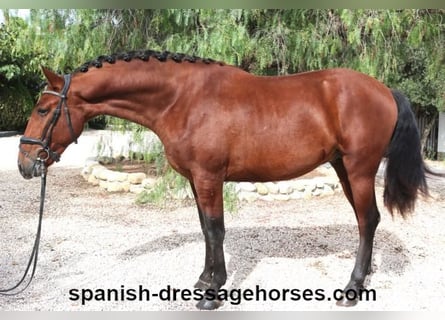 PRE, Stallion, 4 years, 15.2 hh, Brown