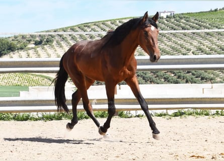PRE, Stallion, 4 years, 15.2 hh, Brown