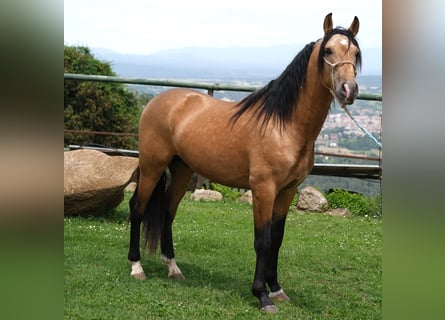 PRE Mix, Stallion, 4 years, 15.2 hh, Dun