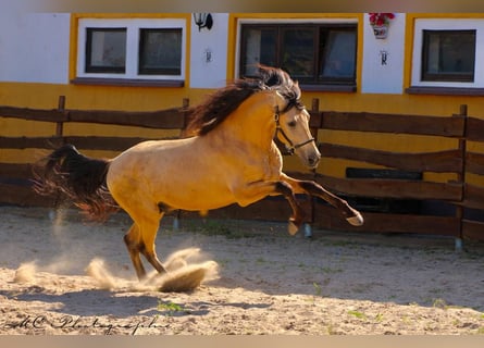 PRE Mix, Stallion, 4 years, 15.2 hh, Dun PRE Mix, Stallion, 4 years, 15.2 hh, Dun