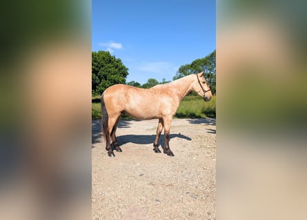 PRE Mix, Stallion, 4 years, 15.2 hh, Dun