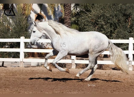 PRE, Stallion, 4 years, 15.2 hh, Gray-Dapple