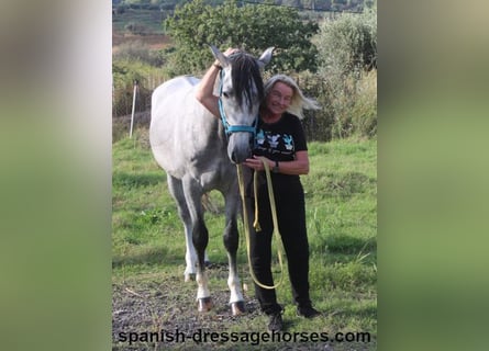 PRE, Stallion, 4 years, 15,2 hh, Gray