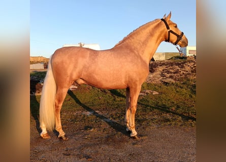 PRE, Stallion, 4 years, 15,2 hh, Palomino