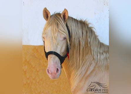 PRE Mix, Stallion, 4 years, 15,2 hh, Perlino