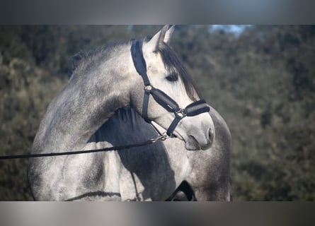PRE, Stallion, 4 years, 15.3 hh, Gray-Dapple