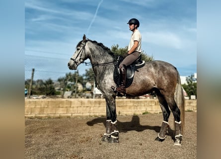 PRE, Stallion, 4 years, 15.3 hh, Grey-Dapple