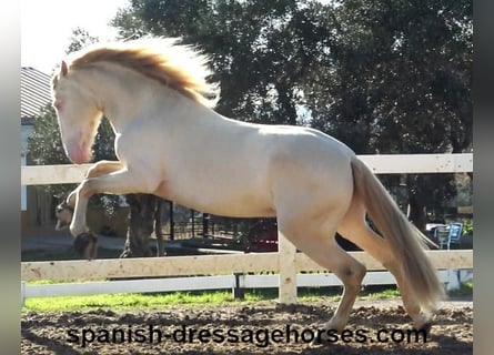 PRE, Stallion, 4 years, 15,3 hh, Perlino