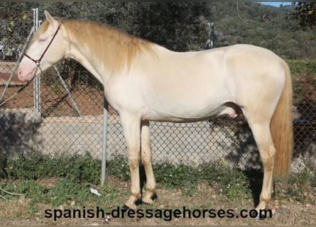 PRE Mix, Stallion, 4 years, 15,3 hh, Perlino