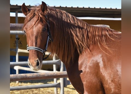 PRE, Stallion, 4 years, 15 hh, Chestnut-Red
