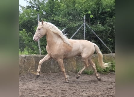 PRE Mix, Stallion, 4 years, 15 hh, Palomino
