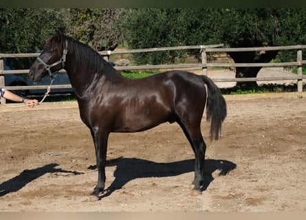 PRE Mix, Stallion, 4 years, 15,2 hh, Black